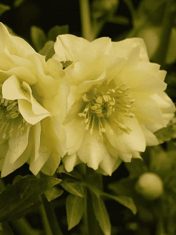 Морозник восточный Golden Discovery