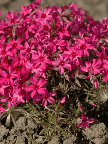 Флокс шиловидный Atropurpurea