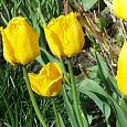 Тюльпан Maja