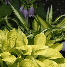 Хоста Maui Buttercups