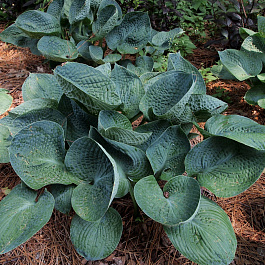 Хоста гибридная Абиква Дринкин Гурд НАБОР 2ШТ (1+1)