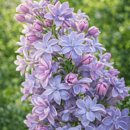 Сирень обыкновенная Голубка Теслы