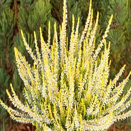 Вереск обыкновенный Sandy