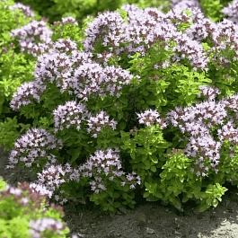 Душица обыкновенная  Compactum Green