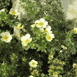 Лапчатка кустарниковая  Tilford Cream