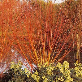 Ива белая Чермезина