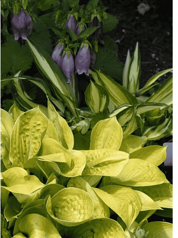 Хоста Maui Buttercups