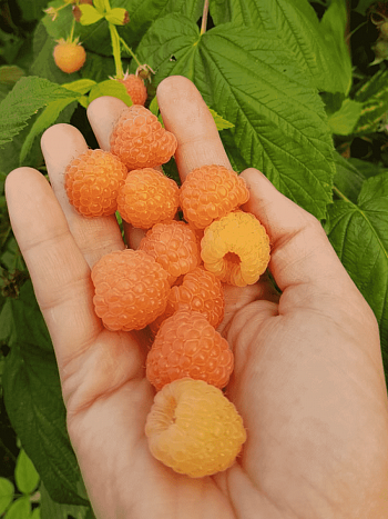 Малина обыкновенная Jantar