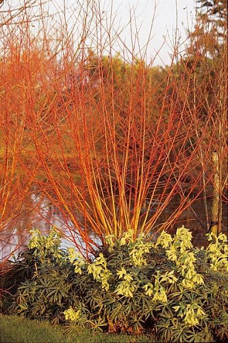 Ива белая Чермезина