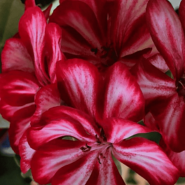 Пеларгония плющелистная  Grandeur Ivy Red кашпо