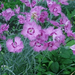 Гвоздика Перистая