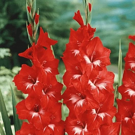 Гладиолус Sparkler