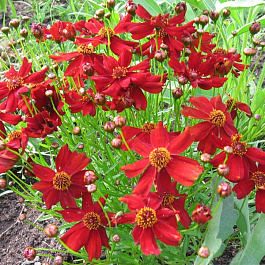 Кореопсис Черри Пай