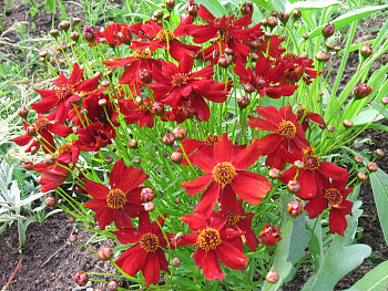 Кореопсис Черри Пай