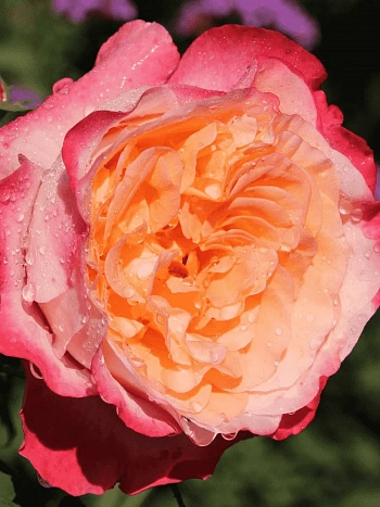 Роза чайно-гибридная Augusta Luise