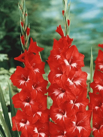 Гладиолус Sparkler