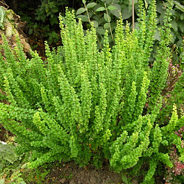 Барбарис Тунберга