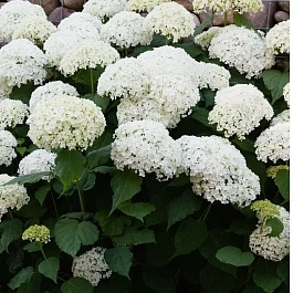 Гортензия древовидная Annabelle