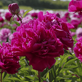 Пион Молочноцветковый Louis van Houtte