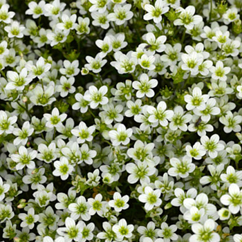 Камнеломка Арендса Хайлендер Вайт