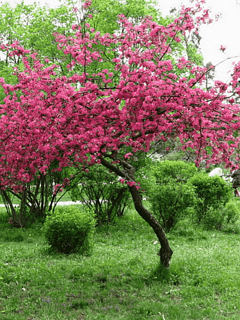 Яблоня Недзвецкого