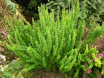 Барбарис Тунберга Барбарис Тунберга