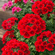 Вербена Empress Sun Red