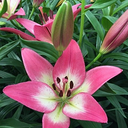 Лилия ЛА-гибрид Палена