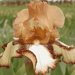 Ирис германский Siva Siva