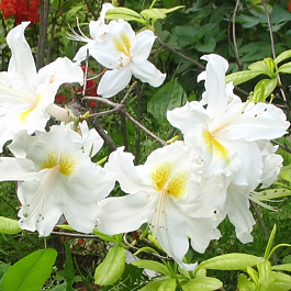 Азалия гибридная Вайт Мелоди