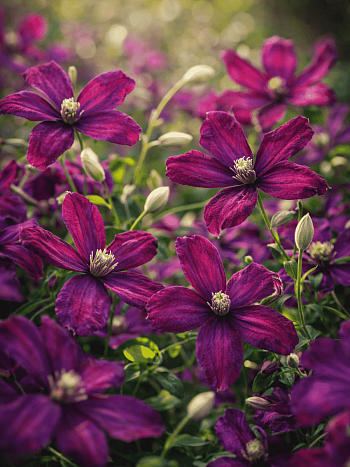 Клематис Sweet Summer Love PBR