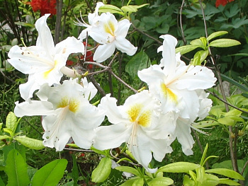 Азалия гибридная Вайт Мелоди
