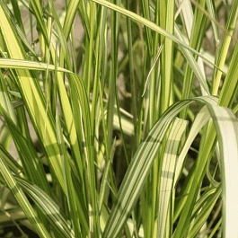 Вейник остроцветковый England