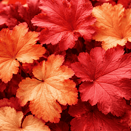 Гейхера Southern Comfort