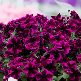 Петуния (сурфиния) Go! Tunia  Cosmic purple