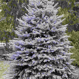 Ель колючая Blue Diamond