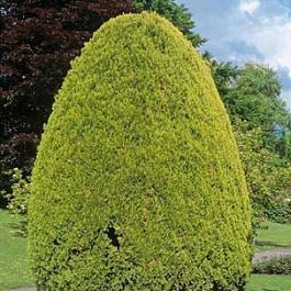 Плосковеточник восточный Pyramidalis Aurea
