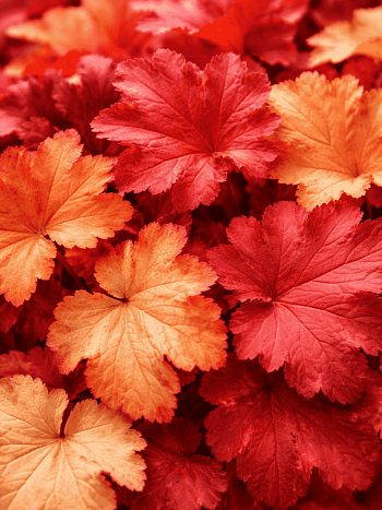 Гейхера Southern Comfort