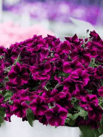 Петуния (сурфиния) Go! Tunia  Cosmic purple