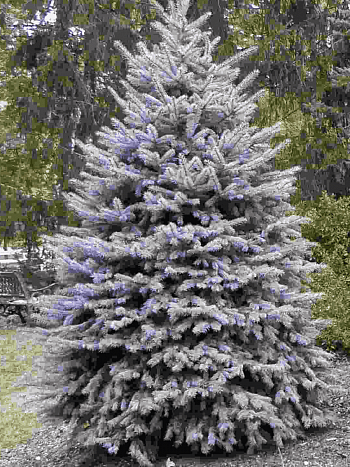 Ель колючая Blue Diamond