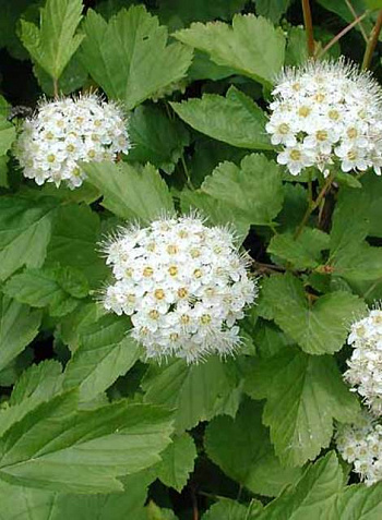 Пузыреплодник калинолистный Нана