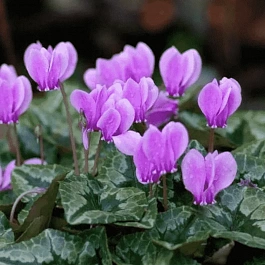 Цикламен плющелистный IvyIce Rose Shades