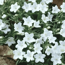 Литодора раскидистая White