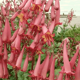 Фигелиус прямостоячий African Queen