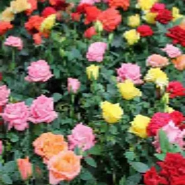 Роза Гибридная Mix