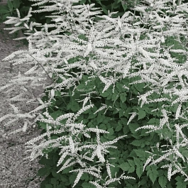 Волжанка двудомная Misty Lace