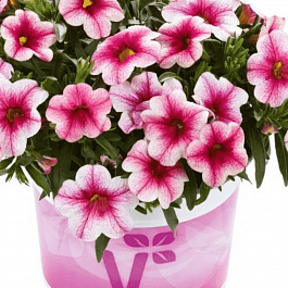 Калибрахоа Calipetite Pink Vein