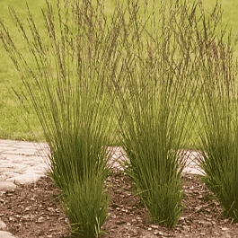 Молиния голубая Heidebraut