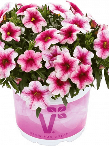 Калибрахоа Calipetite Pink Vein