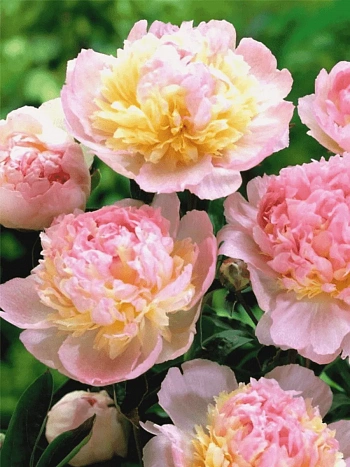 Пион Молочноцветковый Raspberry Sundae